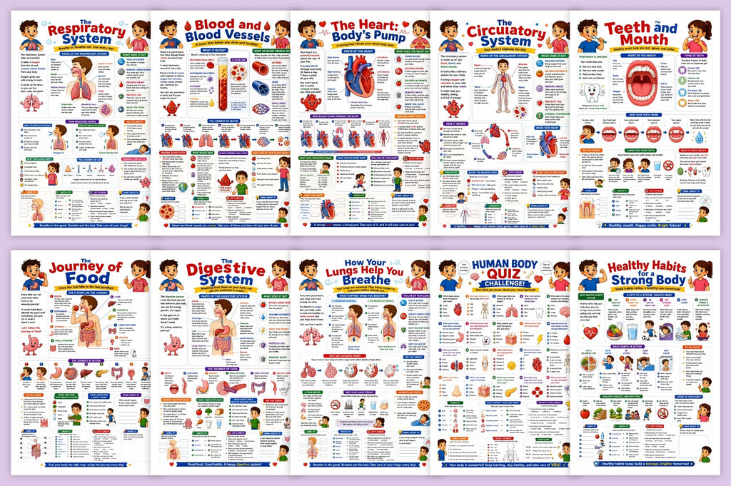 Human Body Adventure For Kids
