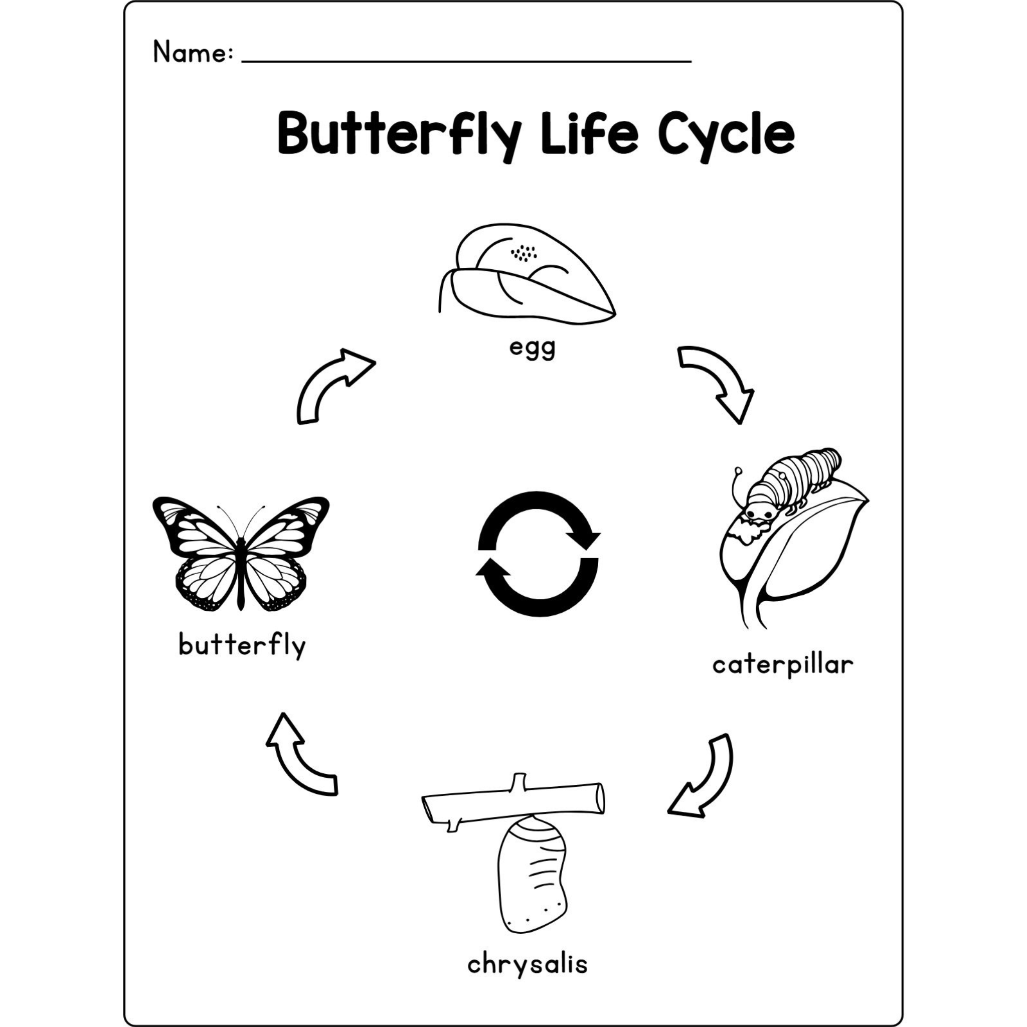 Butterfly Life Cycle Craft Research Activities