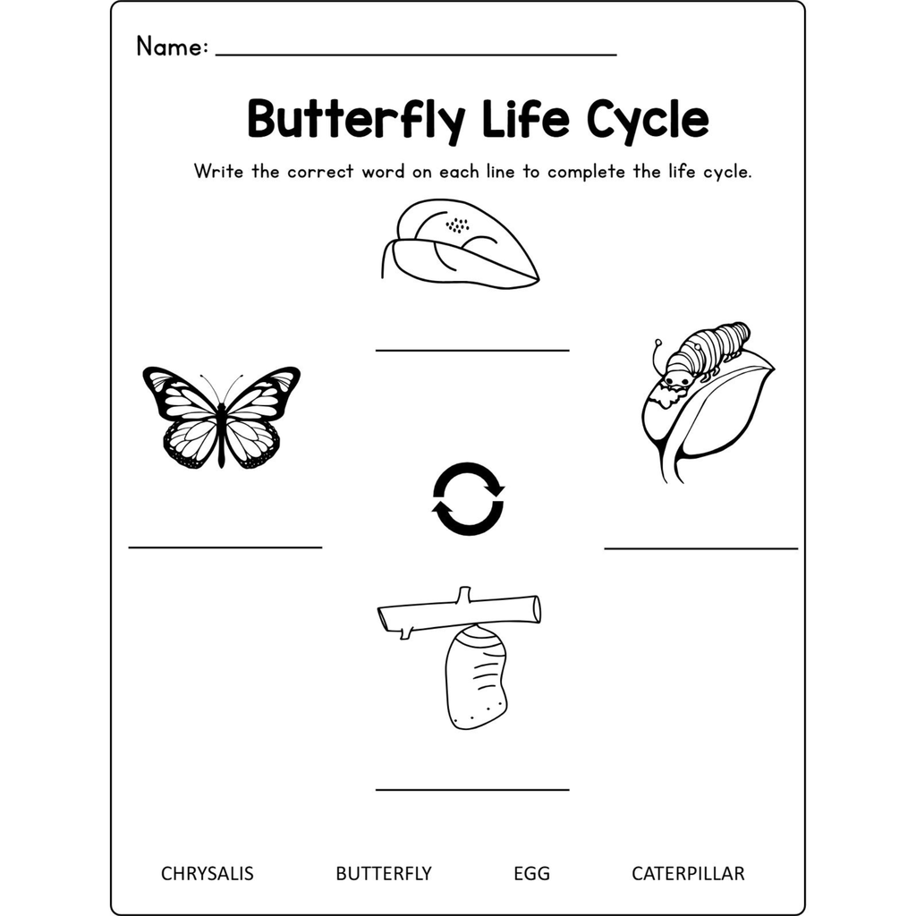 Butterfly Life Cycle Craft Research Activities