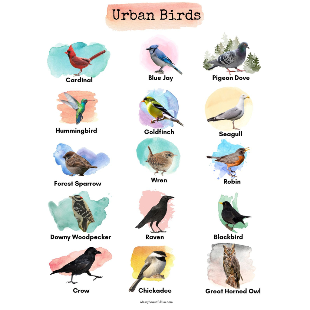 Urban Birds Unit Study for City Kids