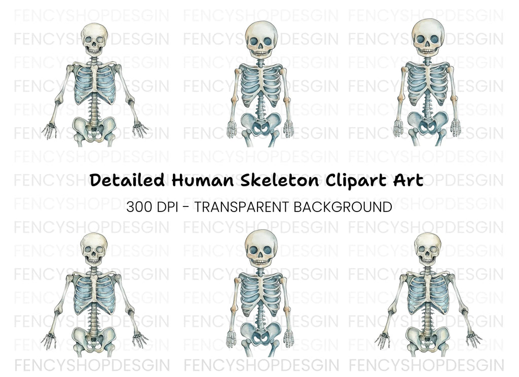 Anatomical Skeleton Graphics Clipart Bundle