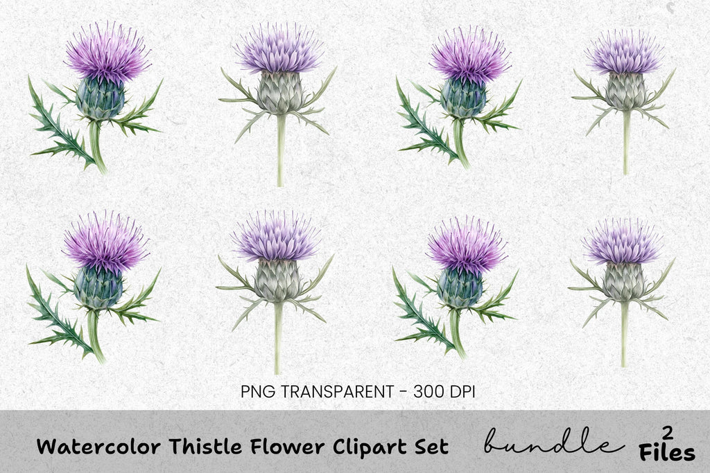 Thistle Flower Clipart Bundle