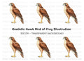Majestic Brown Hawk Bird Clipart Bundle