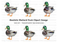 Realistic Mallard Duck Clipart Bundle