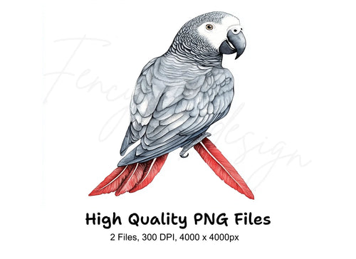 African Grey Parrot Clipart Bundle