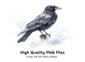 Crow and Magpie Clipart Bundle