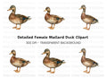 Female Mallard Duck Clipart Bundle