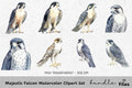 Majestic Falcon Clipart Bundle