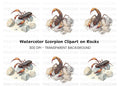 Scorpion on Rocks Clipart Bundle