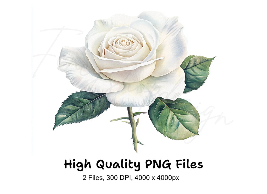 White Rose Clipart Bundle
