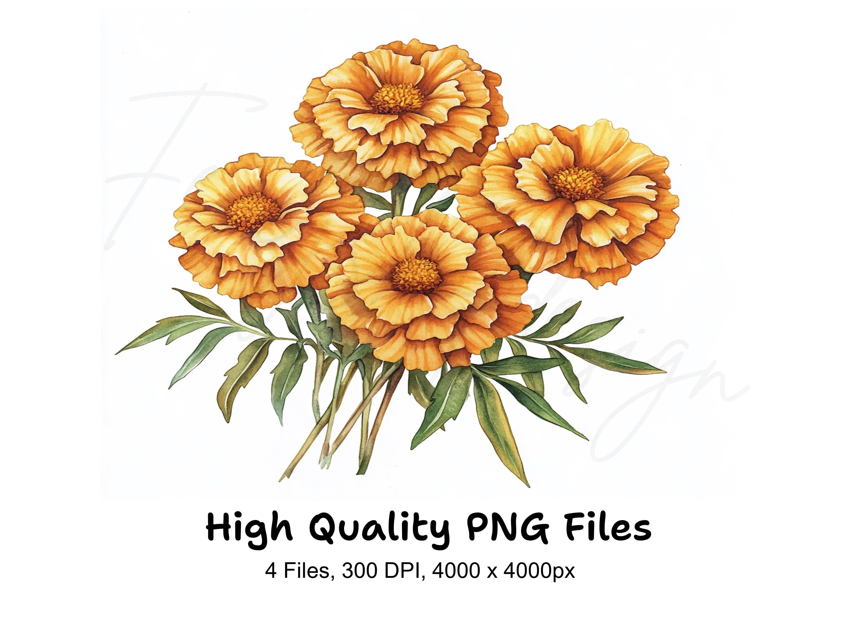 Vibrant Orange Marigold Flower Clipart Bundle