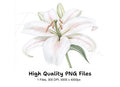 Graceful White Lily Clipart Bundle