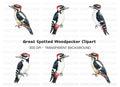 Woodpecker Clipart Bundle