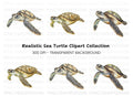 Green Sea Turtle Clipart Bundle