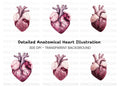 Realistic Human Heart Clipart Bundle