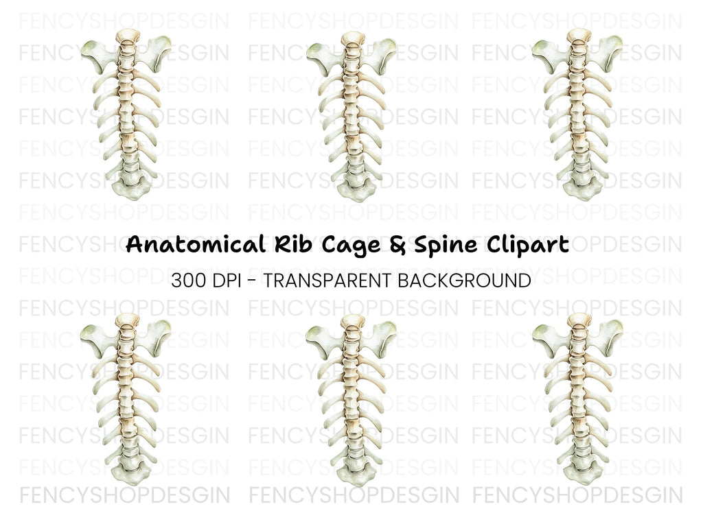 Human Spine and Ribs Clipart Bundle