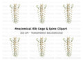 Human Spine and Ribs Clipart Bundle