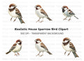 House Sparrow Bird Clipart Bundle