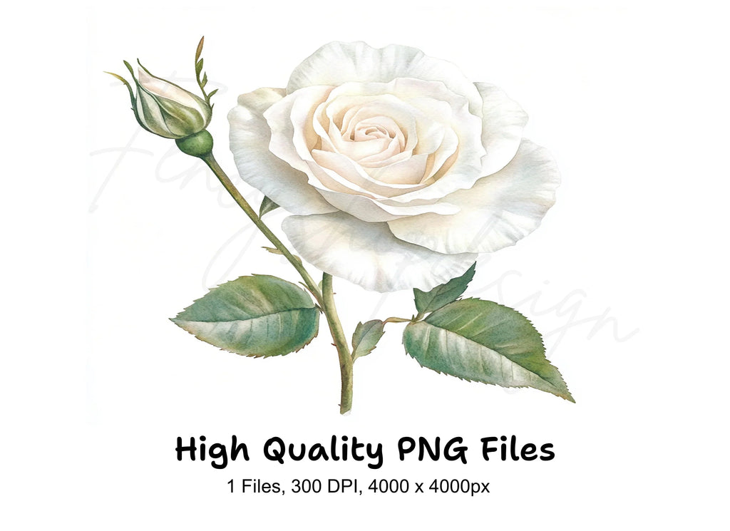 Single White Rose with Bud Clipart Bundle