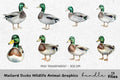 Mallard Ducks Wildlife Animal Clipart Bundle