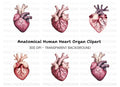 Vibrant Human Heart Clipart Bundle