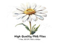 Realistic Daisy Flower Clipart Bundle