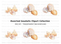 Elegant Seashells Clipart Bundle