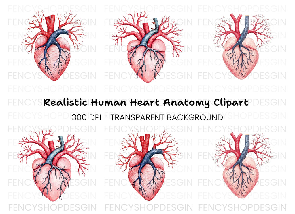 Anatomical Human Heart Clipart Bundle