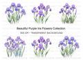 Elegant Purple Iris Flower Clipart Bundle