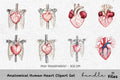 Anatomical Human Heart Clipart Bundle