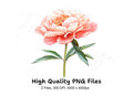 Vibrant Pink Peony Clipart Bundle