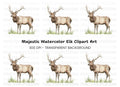 Graceful Elk Standing in Grass Clipart Bundle