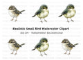 Cute Baby Birds Clipart Bundle