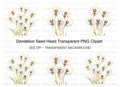 Dandelion Seed Head Clipart Bundle