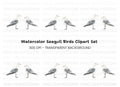 Seagull Clipart Bundle