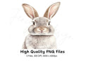 Realistic Grey Rabbit Head Clipart Bundle