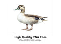 Realistic Duck Clipart Bundle