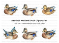Mallard Duck Female Clipart Bundle