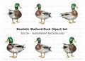 Mallard Duck Clipart Bundle