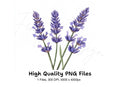 Beautiful Lavender Sprigs Clipart Bundle