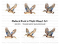 Mallard Ducks in Flight Clipart Bundle