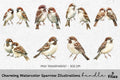 Charming Sparrow Illustrations Clipart Bundle