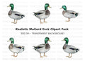 Mallard Duck Clipart Bundle