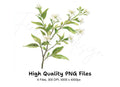 Elegant White Jasmine Floral Clipart Bundle