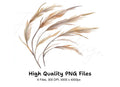 Pampas Grass Clipart Bundle