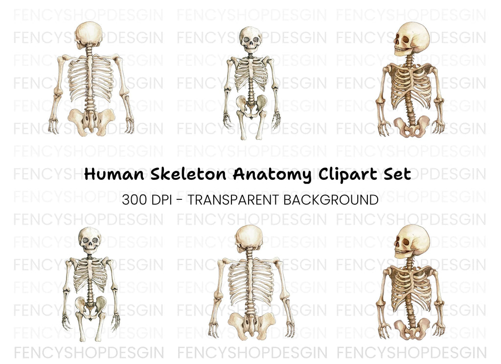 Human Skeleton Clipart Bundle