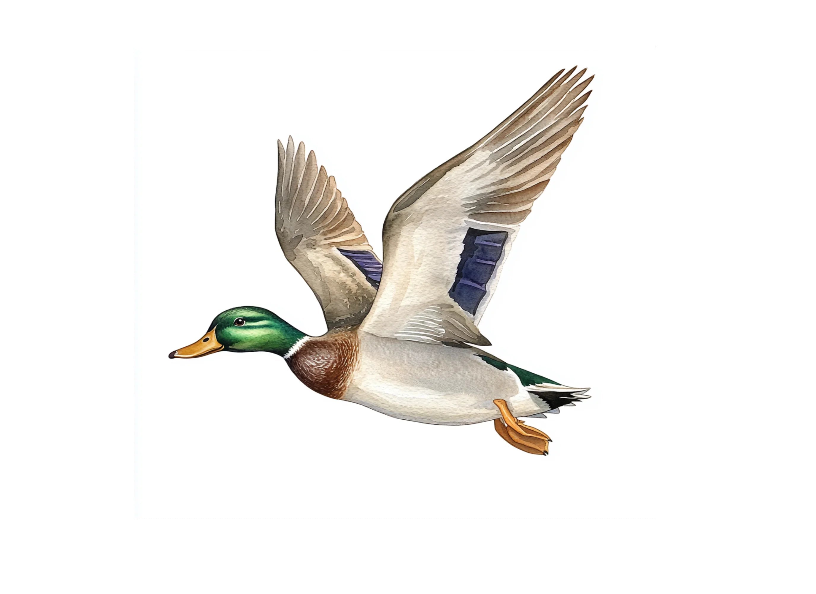 Flying Mallard Ducks Clipart Bundle