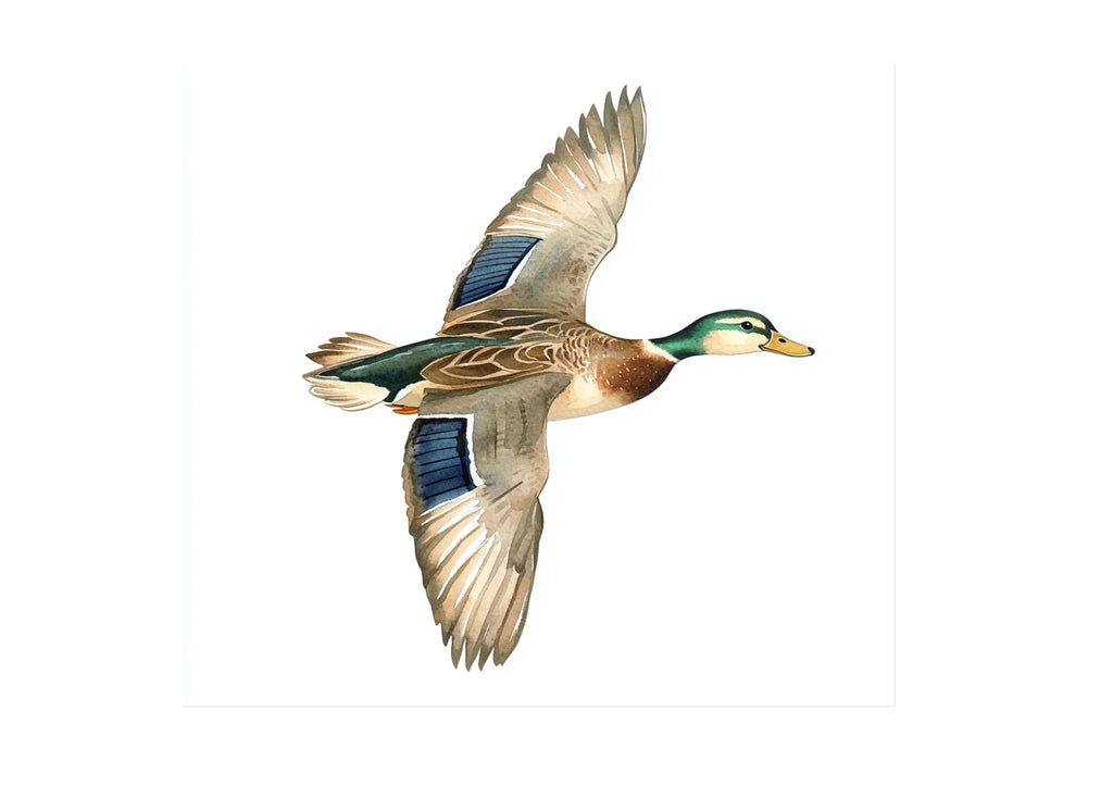 Flying Mallard Duck Clipart Bundle