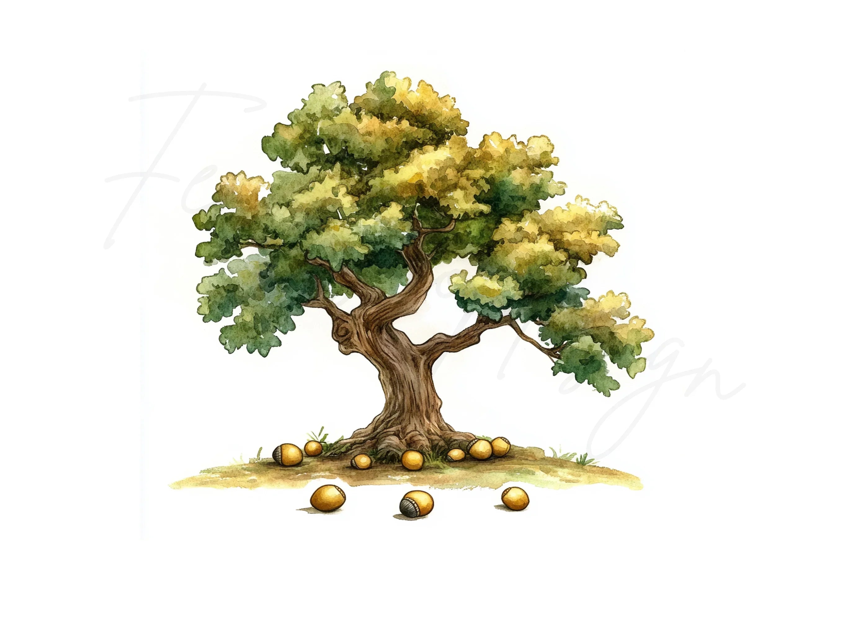 Oak Tree Clipart Bundle