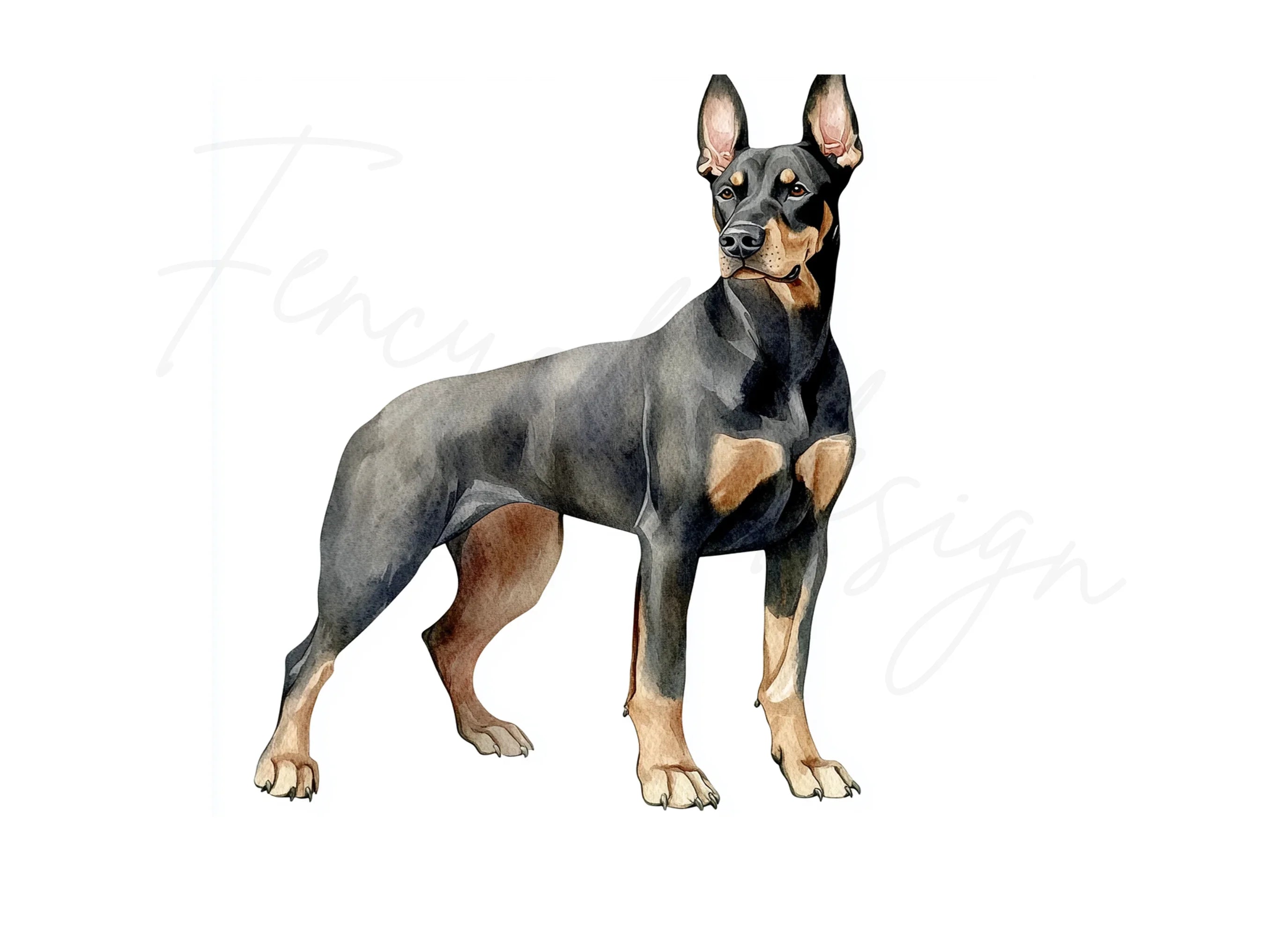 Elegant Doberman Dog Clipart Bundle